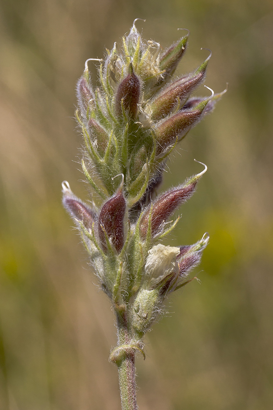 Image of Oxytropis pilosa specimen.