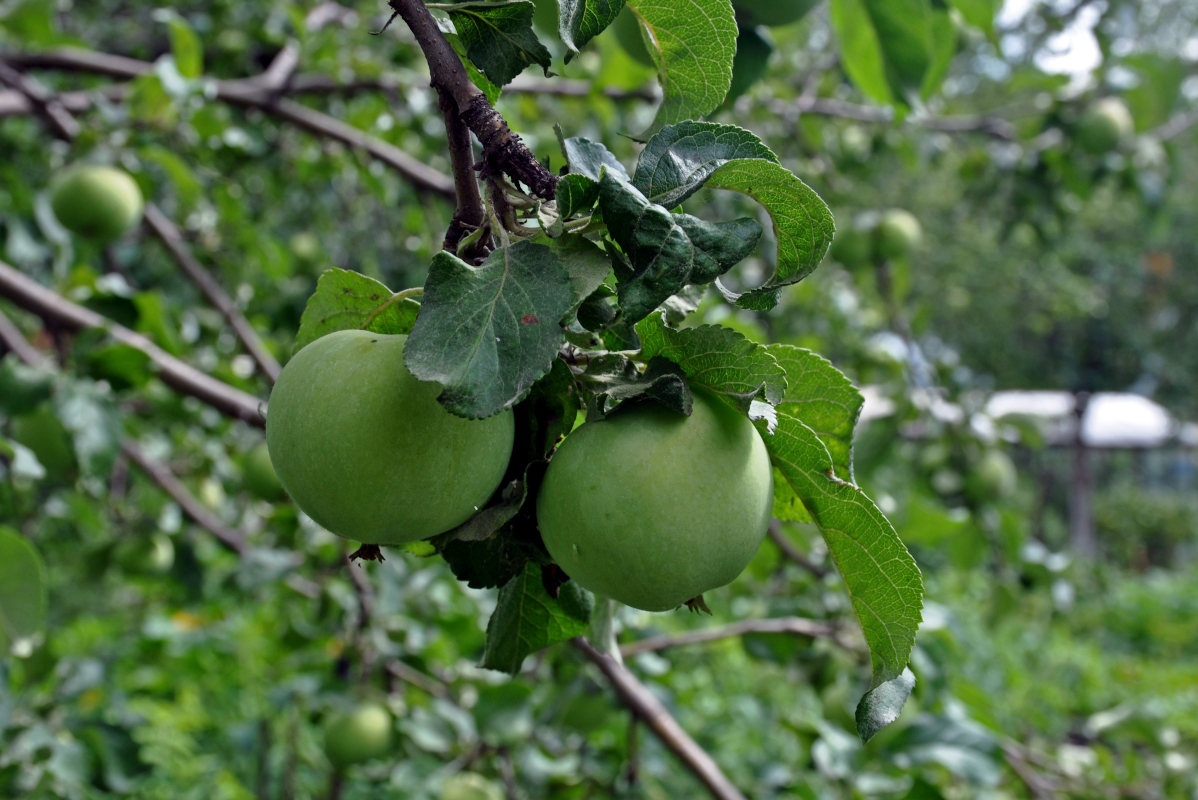 Image of Malus domestica specimen.