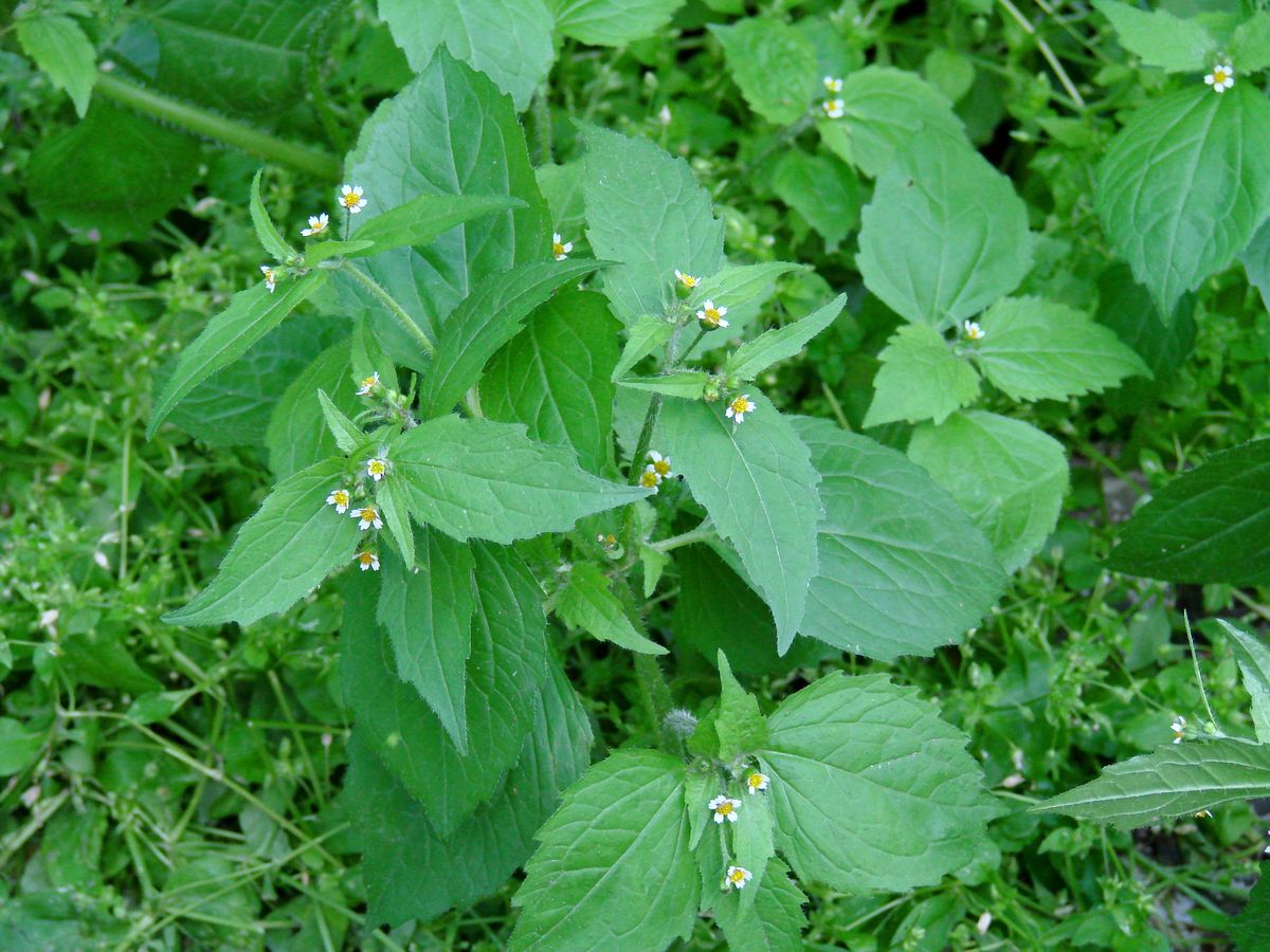 Image of Galinsoga quadriradiata specimen.