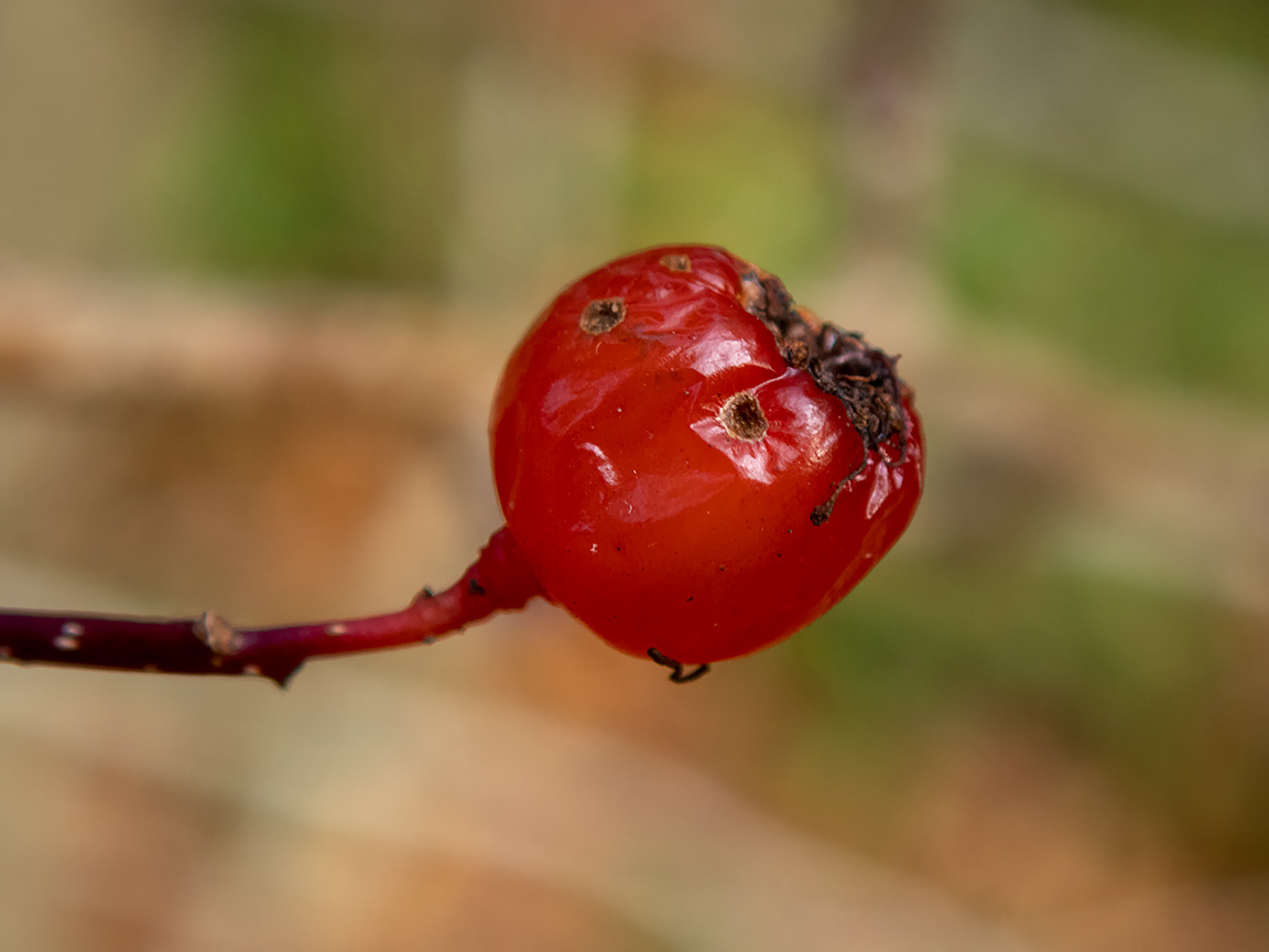 Изображение особи род Crataegus.