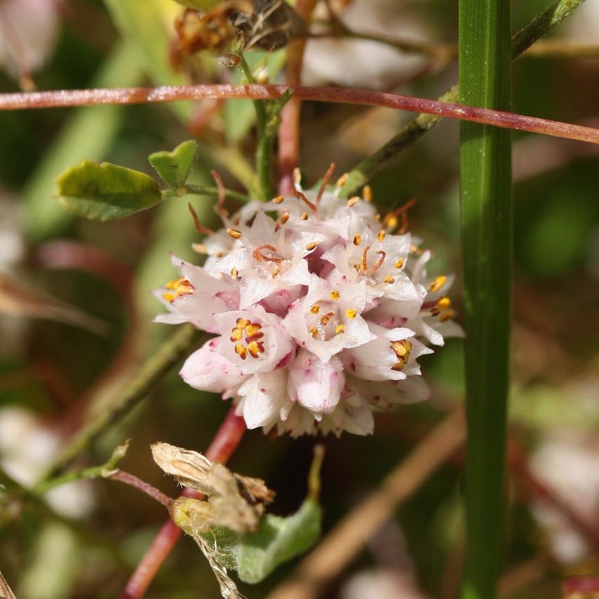 Изображение особи Cuscuta epithymum.