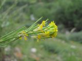 genus Erysimum