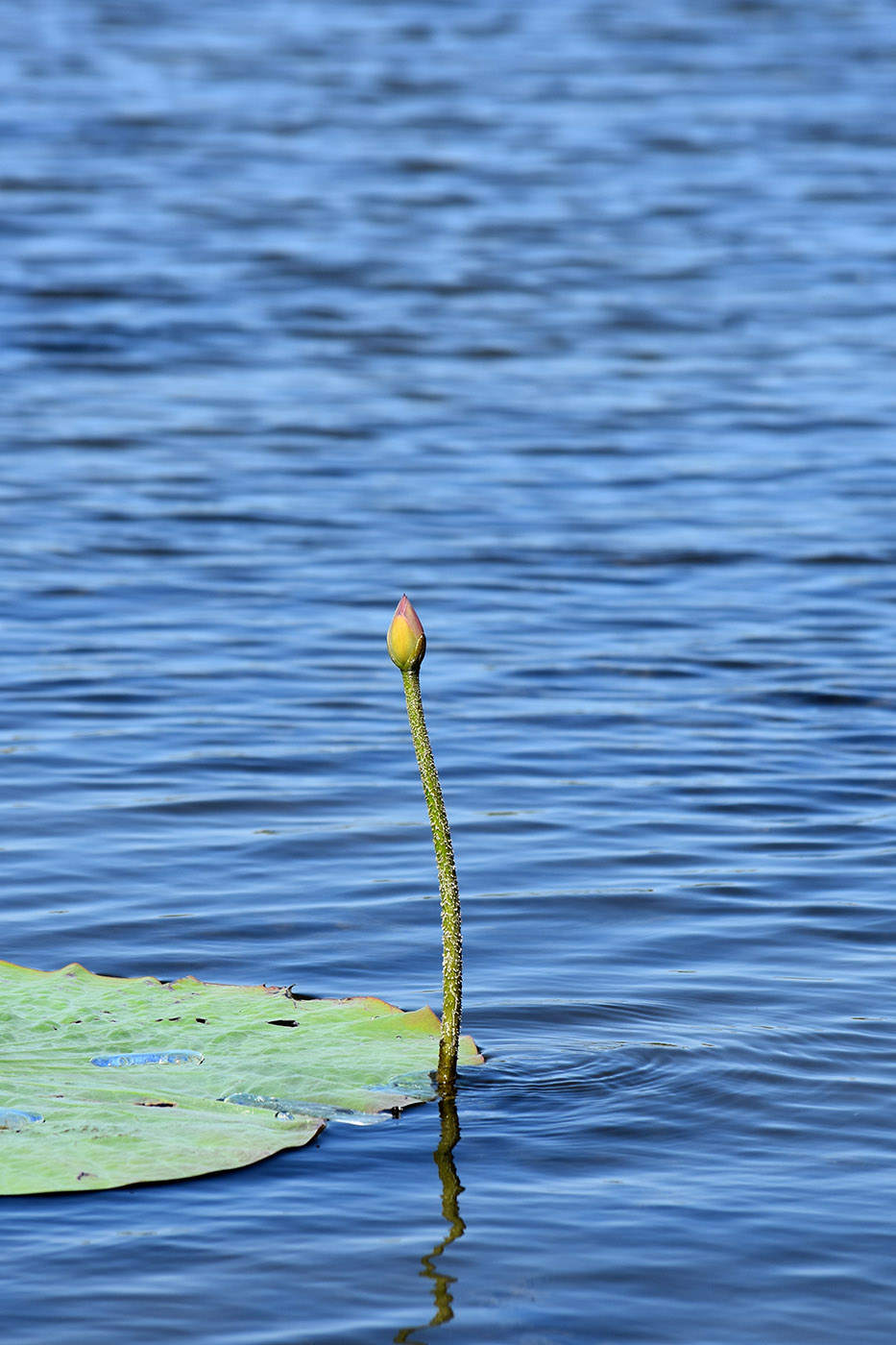 Image of Nelumbo caspica specimen.