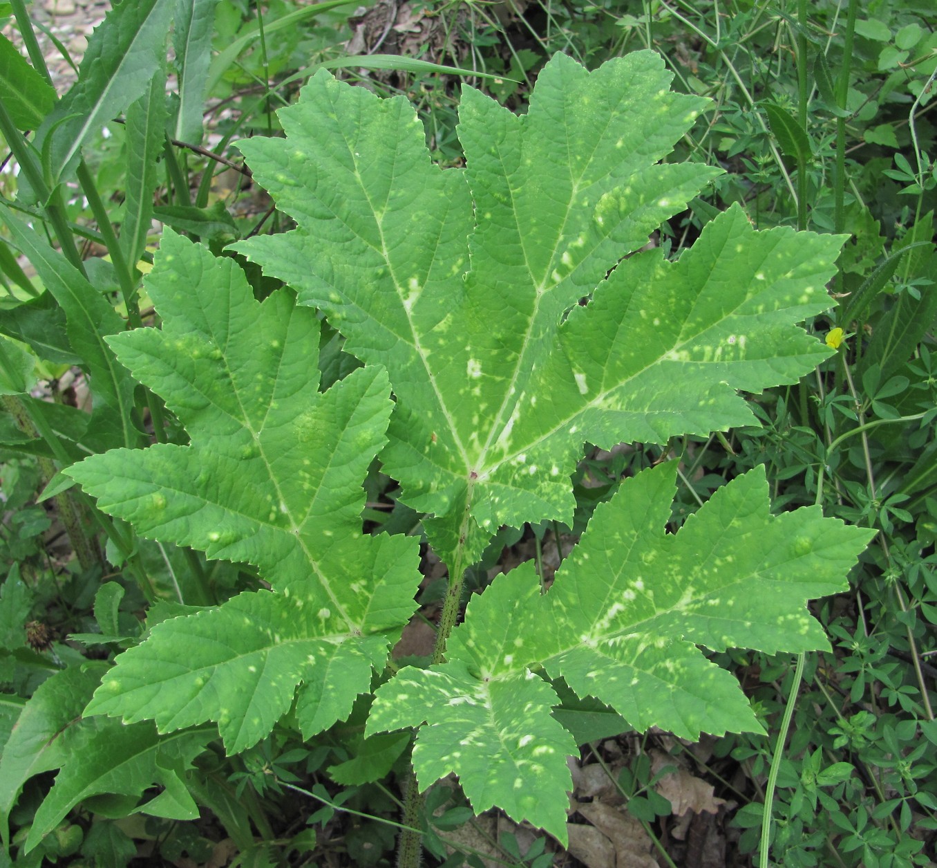 Image of Heracleum mantegazzianum specimen.