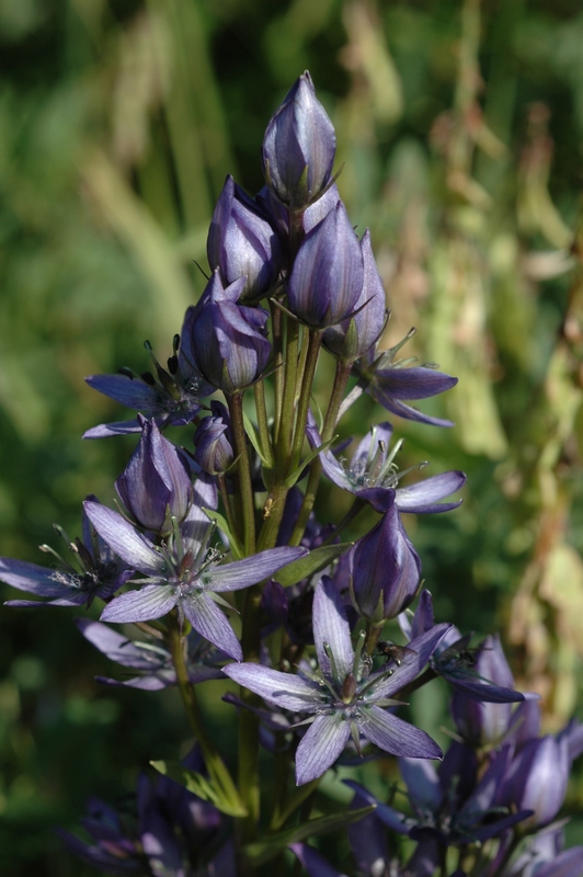 Image of Swertia obtusa specimen.