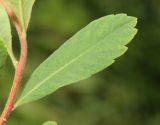 Myrica tomentosa