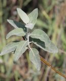 Elaeagnus angustifolia