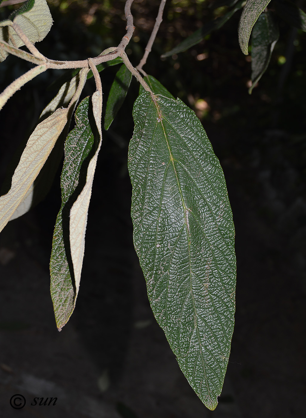 Изображение особи Viburnum rhytidophyllum.