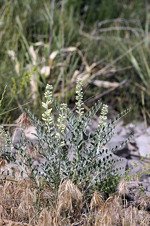 Изображение особи Goebelia pachycarpa.