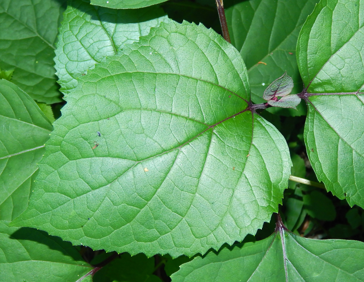 Image of Clerodendrum bungei specimen.