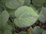 Tilia &times; europaea