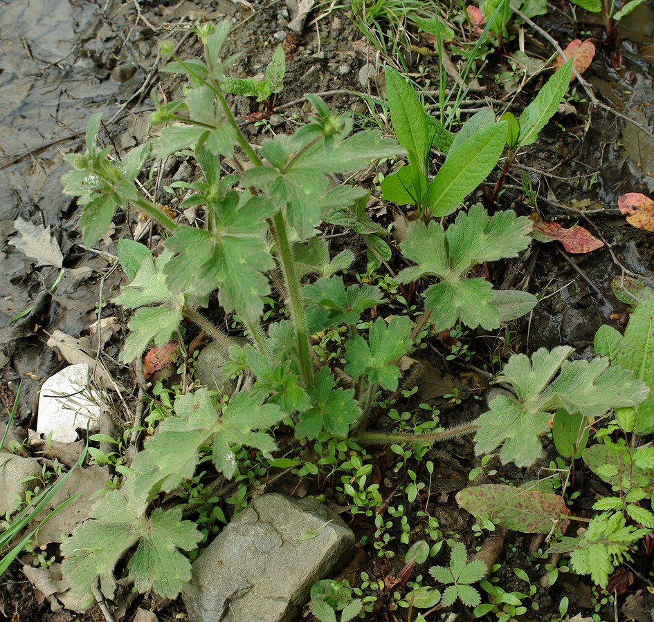 Image of genus Ranunculus specimen.