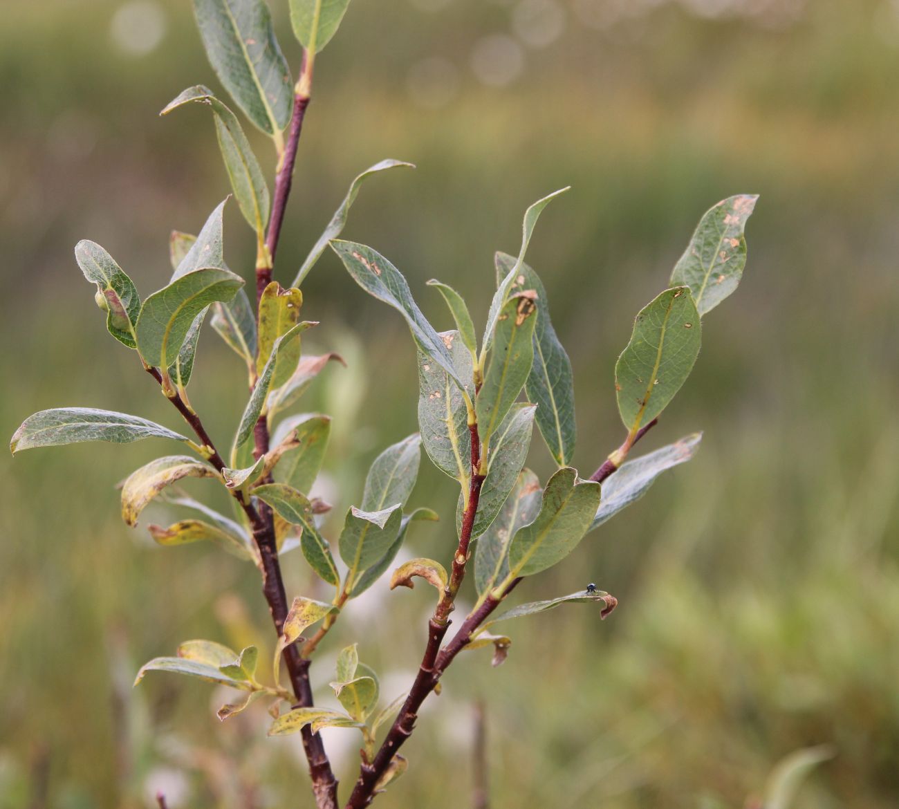 Image of genus Salix specimen.