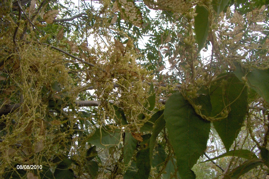 Image of genus Cuscuta specimen.