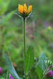 Rudbeckia hirta. Верхушка цветущего растения. Приморский край, Ольгинский р-н, пгт Ольга, на обочине дороги. 08.07.2022.