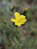 Linum alexeenkoanum