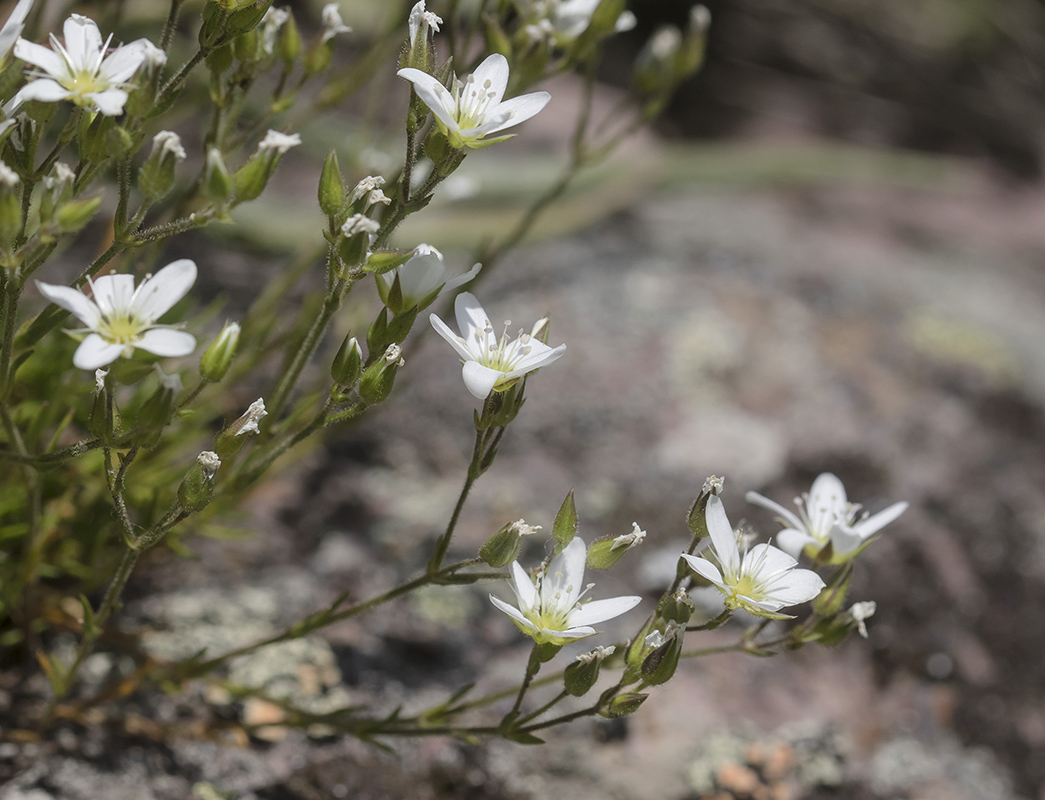 Image of Minuartia oreina specimen.