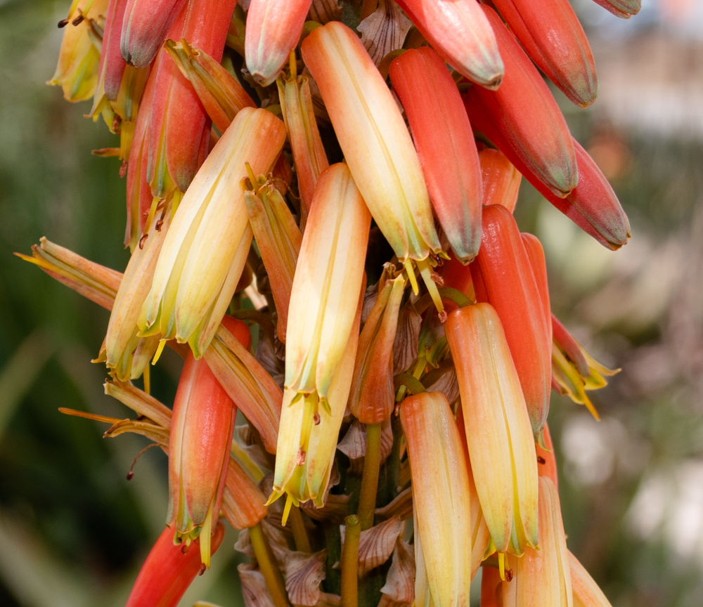 Image of Aloe lutescens specimen.