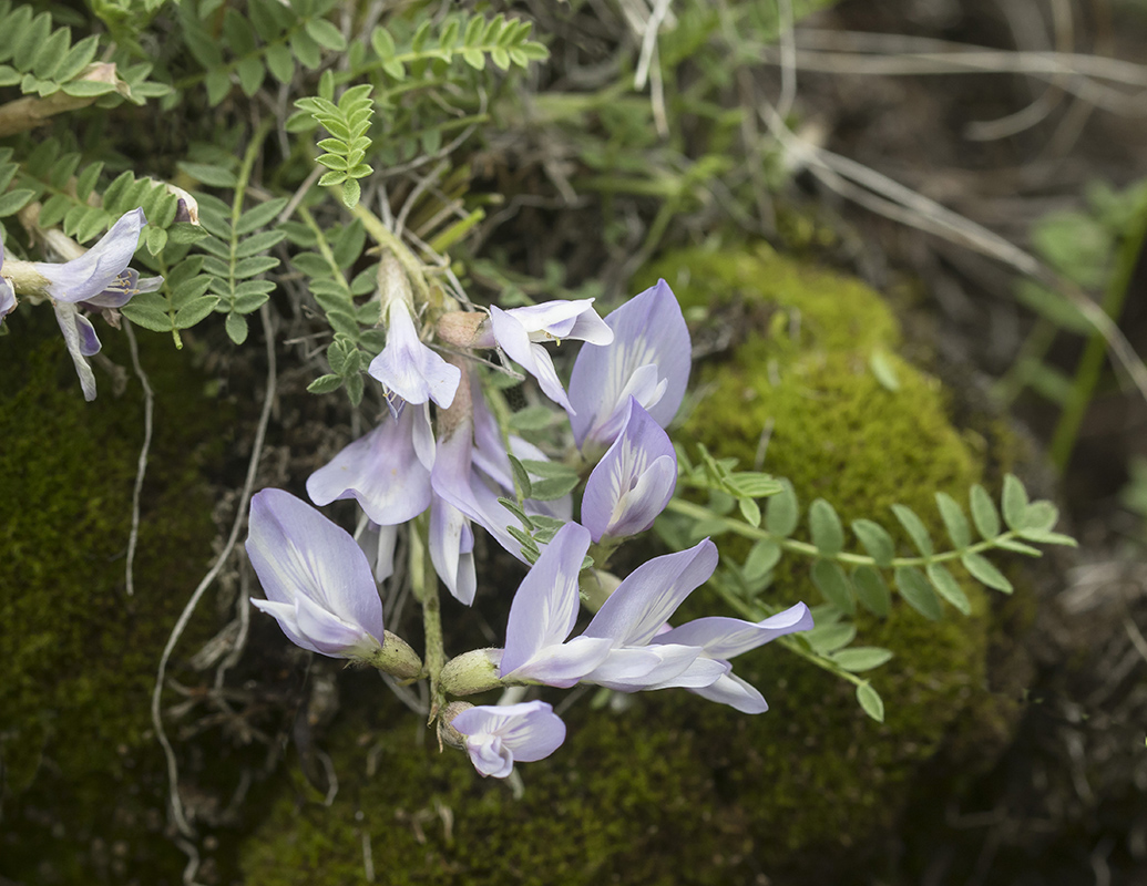 Image of Astragalus levieri specimen.