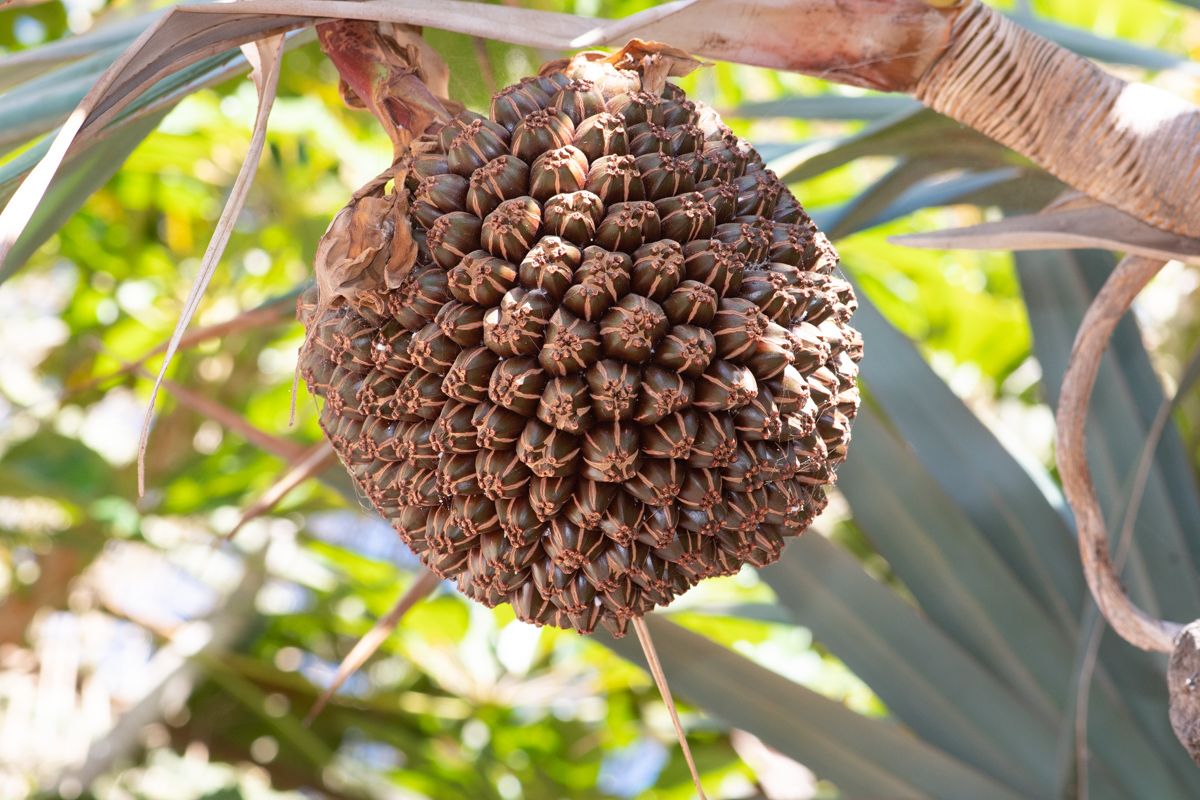 Image of genus Pandanus specimen.