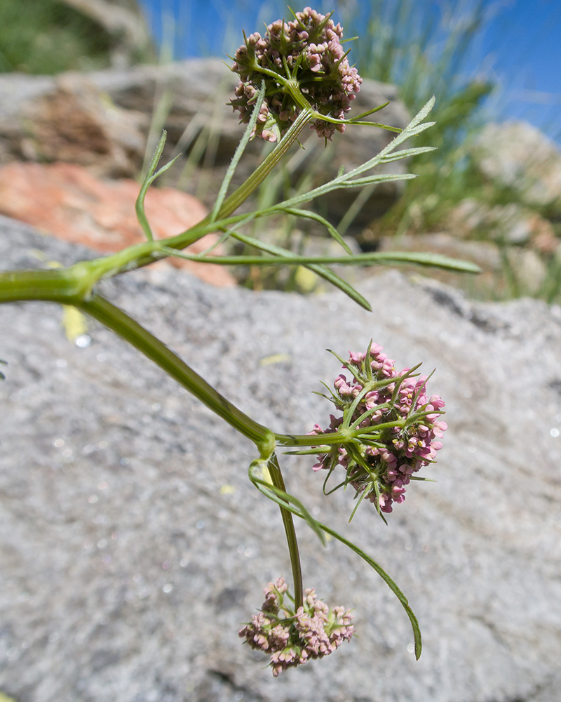 Изображение особи Chaerophyllum roseum.