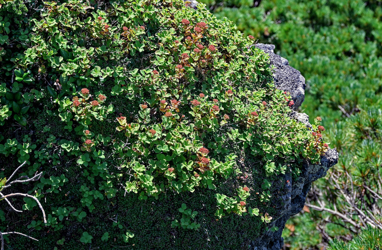 Image of Spiraea beauverdiana specimen.