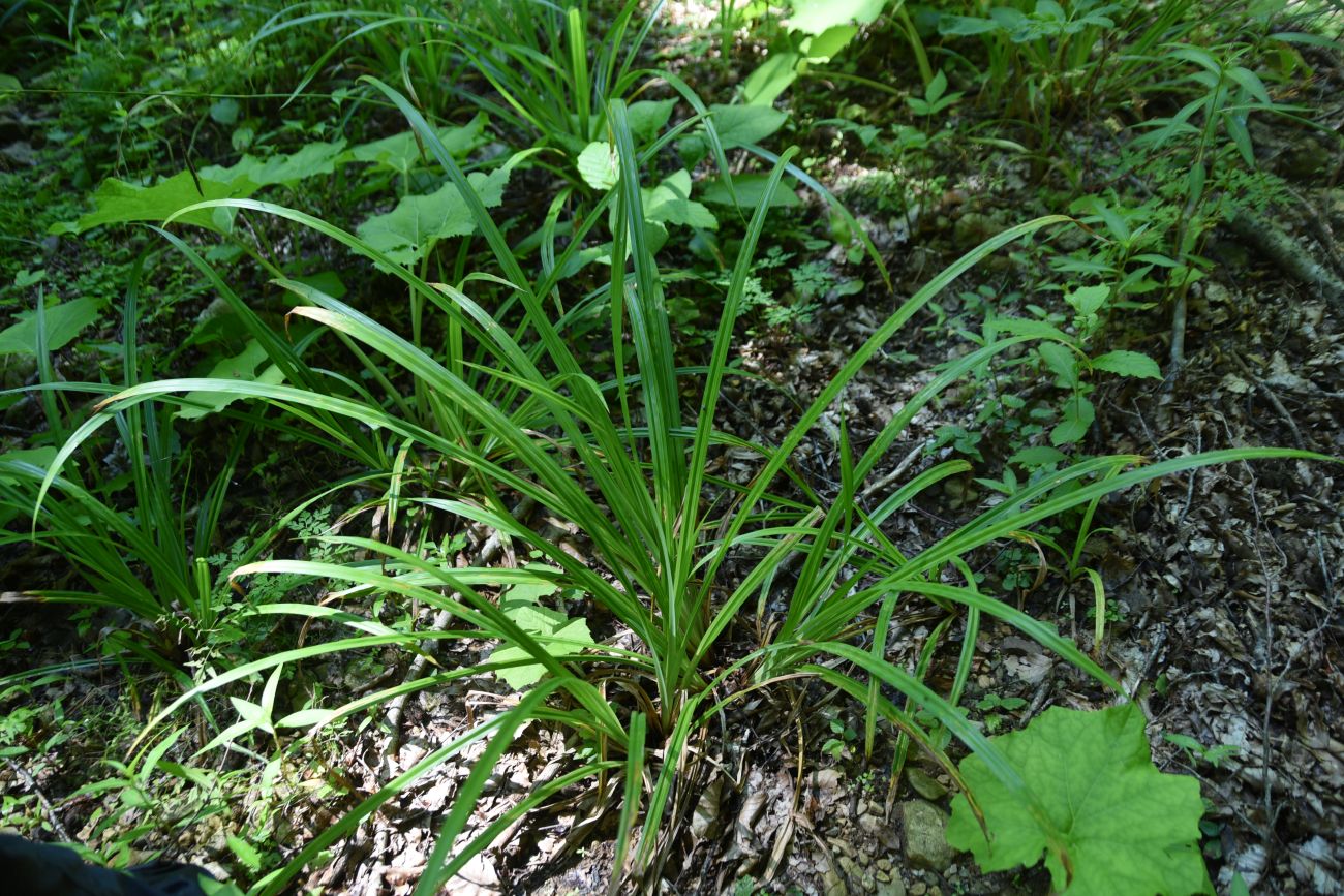 Image of genus Carex specimen.