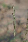 Eragrostis pilosa