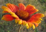 Gaillardia × grandiflora