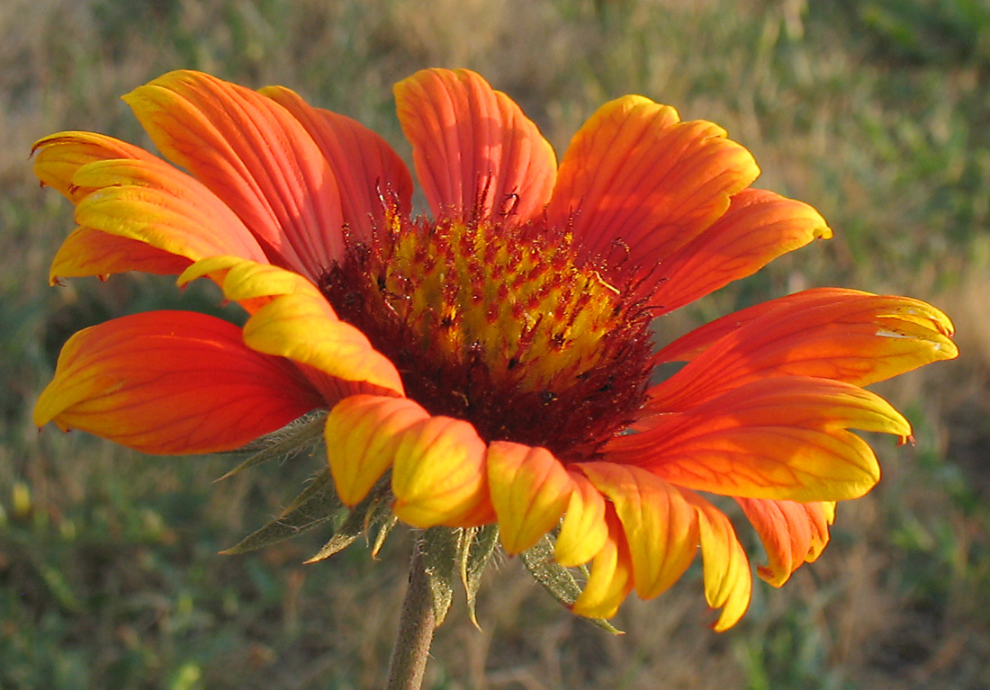 Изображение особи Gaillardia &times; grandiflora.