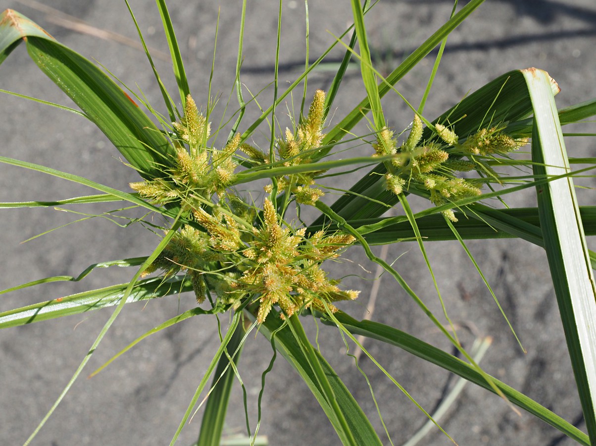 Изображение особи Cyperus glomeratus.