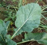 Смотреть изображение род Brassica