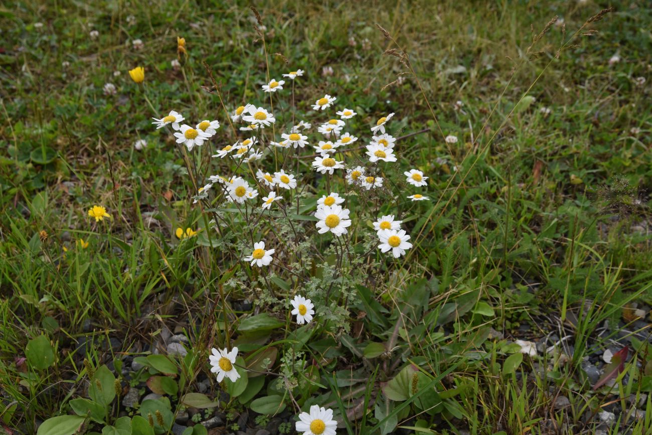 Изображение особи род Pyrethrum.