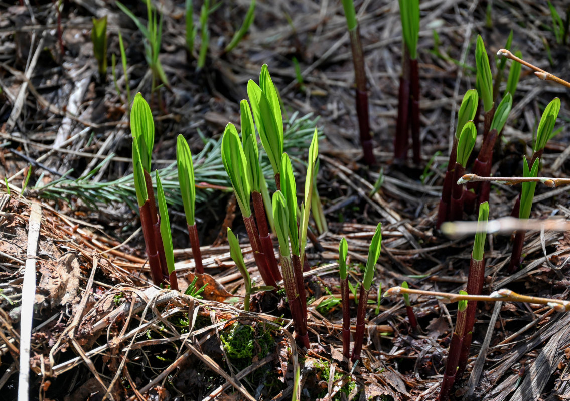 Image of Allium microdictyon specimen.