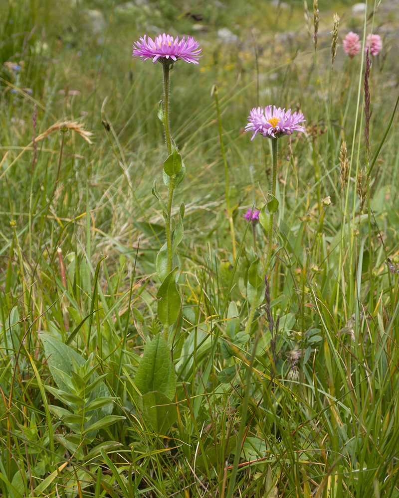 Image of Erigeron venustus specimen.