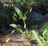 Gagea lutea