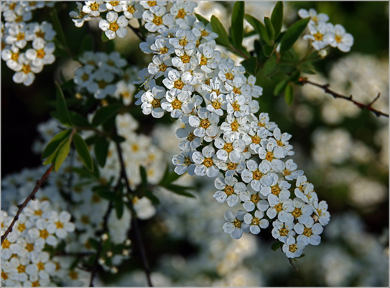 Image of Spiraea &times; cinerea specimen.