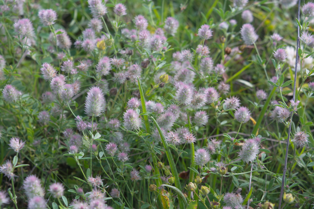 Image of Trifolium arvense specimen.