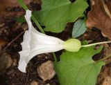 Calystegia silvatica