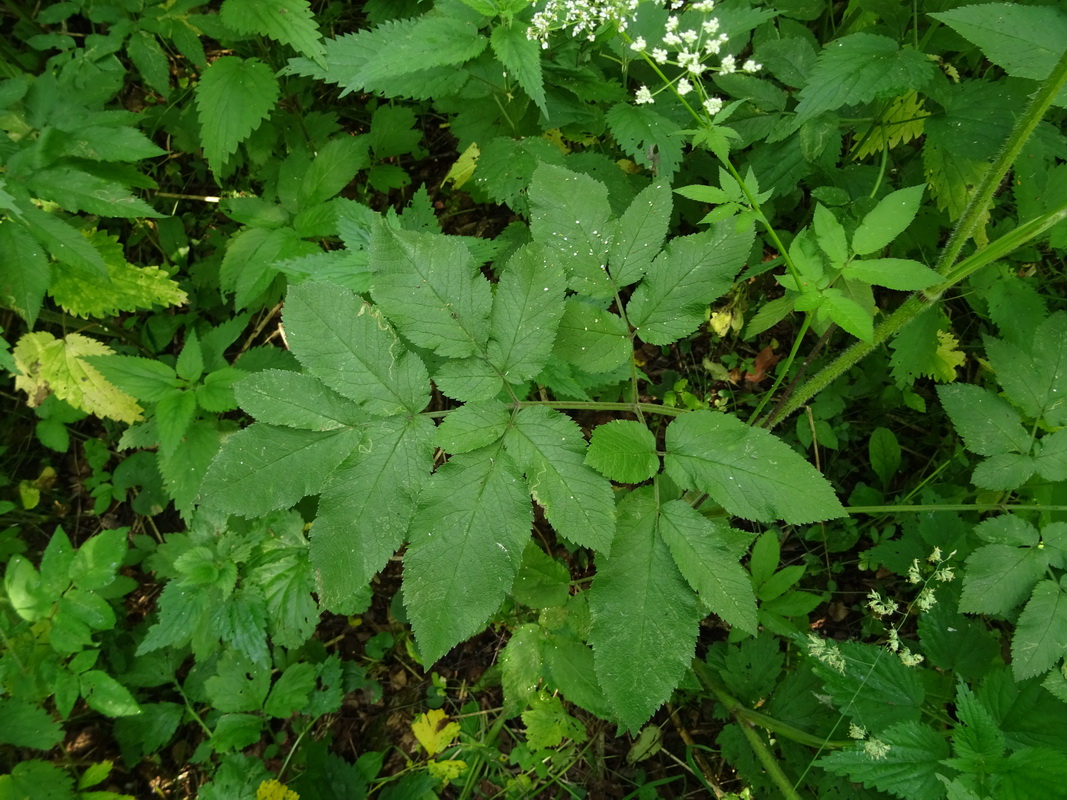 Изображение особи Chaerophyllum aromaticum.