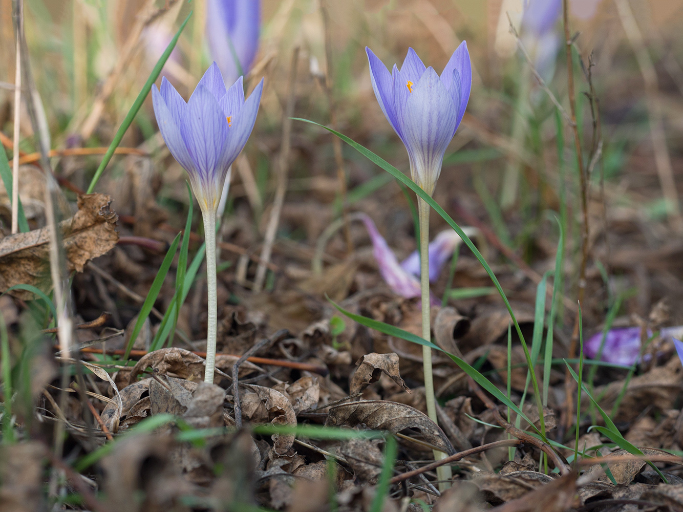 Изображение особи Crocus speciosus.