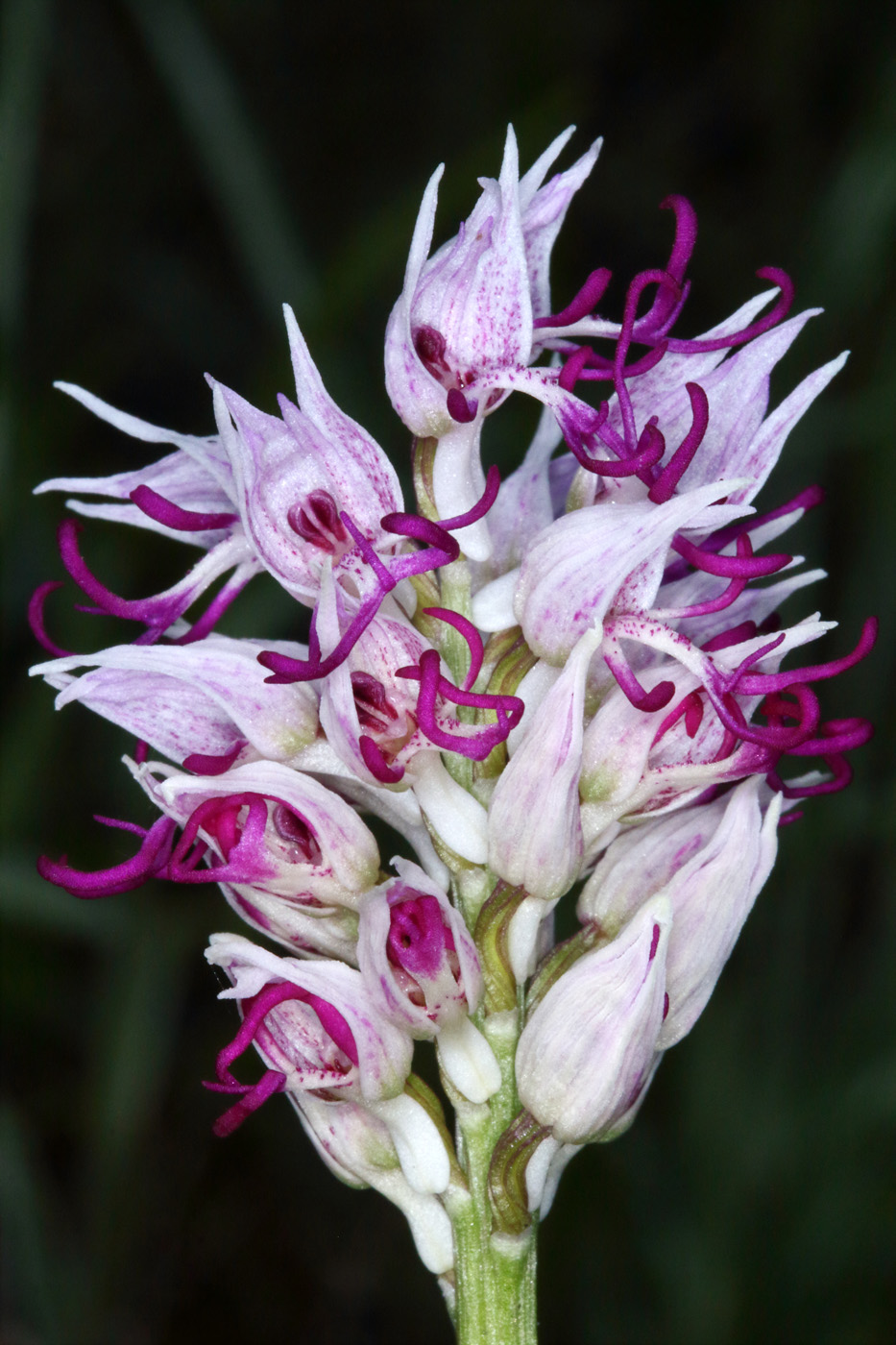 Image of Orchis simia specimen.