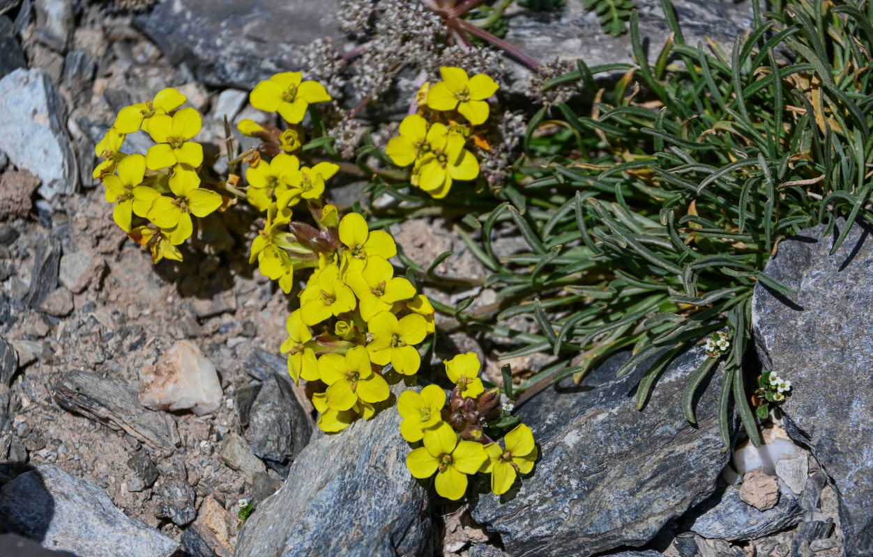 Image of Erysimum humillimum specimen.