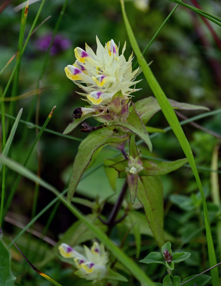 Изображение особи Melampyrum chlorostachyum.