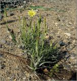 Tragopogon pratensis. Цветущее и плодоносящее растение. Чувашия, окр. г. Шумерля, ст. Кумашка, ж.-д. насыпь. 1 сентября 2009 г.