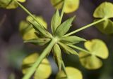 Euphorbia biumbellata