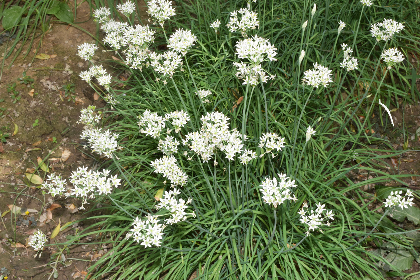 Image of Allium ramosum specimen.