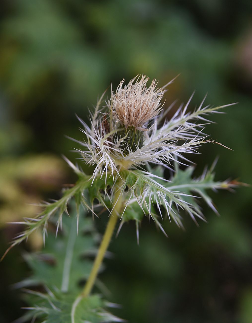 Изображение особи Cirsium obvallatum.