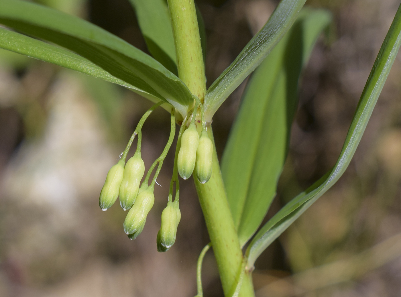 Image of Polygonatum verticillatum specimen.