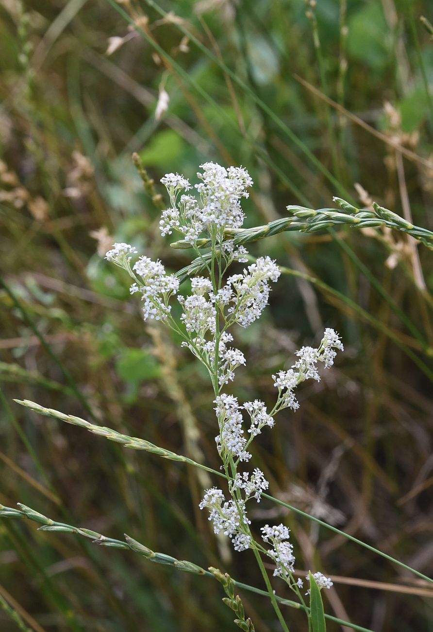 Изображение особи Lepidium latifolium.